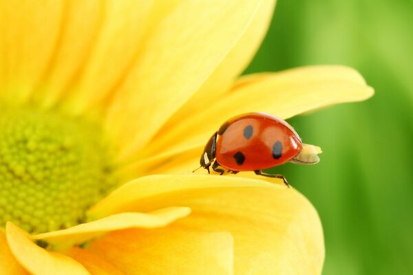 Gros plan de tir d une jeune coccinelle sur un tournesol