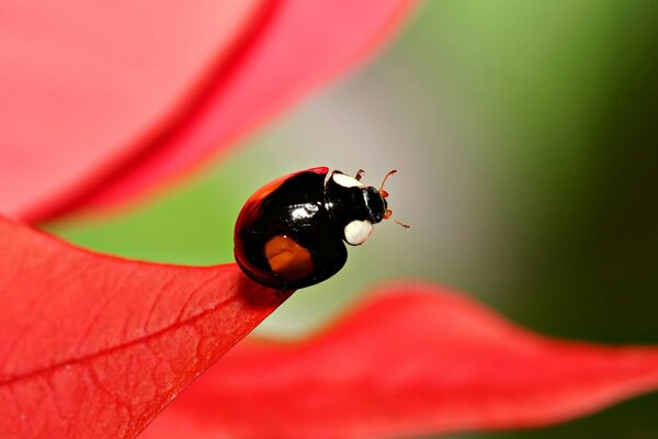 Coccinella su foglia rossa