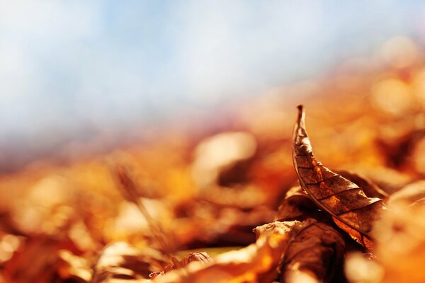 Yellow leaves on the ground