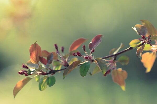 Brotes de primavera de un hermoso Manzano