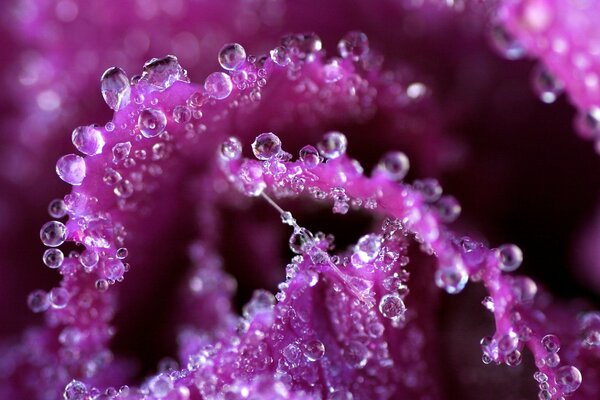 Macro shooting of water droplets