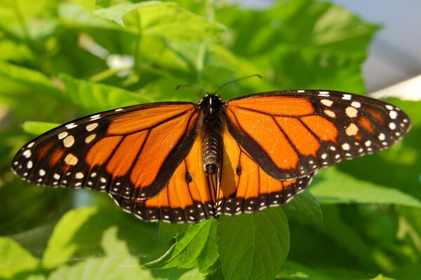 Mariposa brillante que se sienta en una hoja