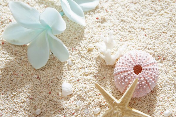 Étoile de mer et fleur se trouvent sur le beau sable