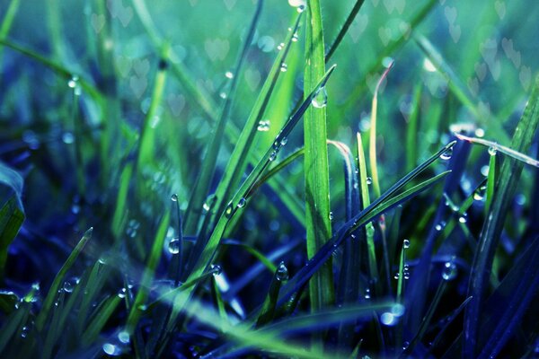 Lawn grass with dew drops