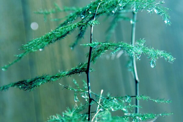 Planta verde en gotas de rocío