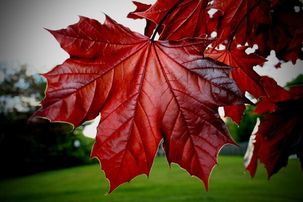 Rote Ahornblätter am Baum