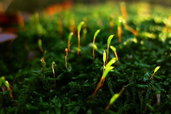 Junge Moossprossen auf altem Gras