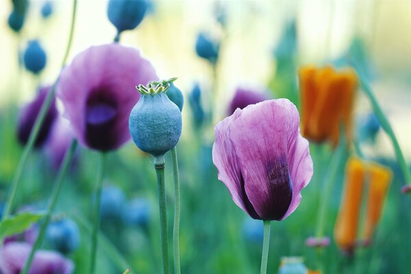 Coquelicots en fleurs sur le terrain