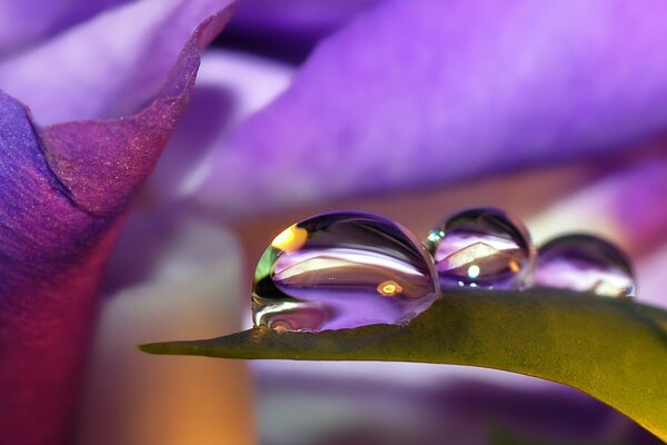 Morgentau auf Blumen