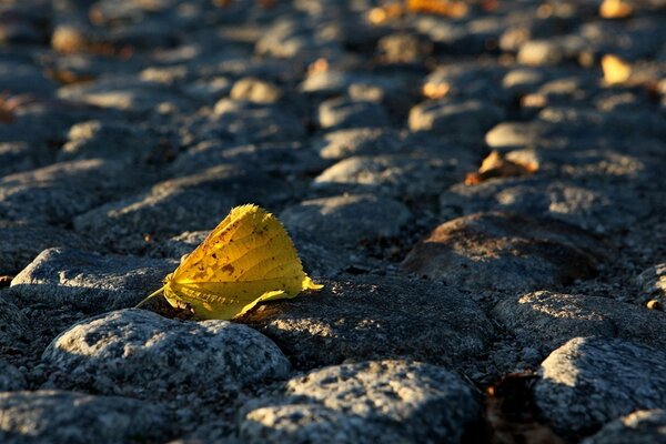 Yellow autumn leaf on the ground