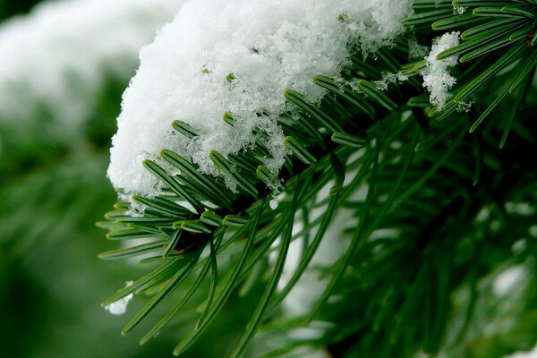 Coniferous snow-covered forest macro shooting