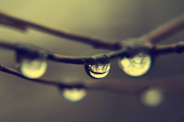 Gouttes de pluie sur les branches nues