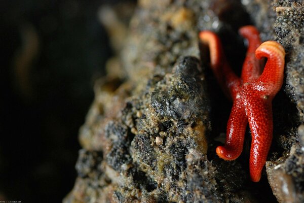 Red starfish on a rock