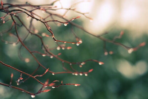 Branches on a blue background