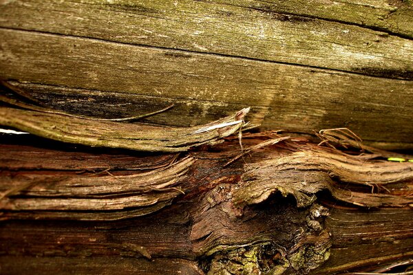 Holzfasern im ungefähren Maßstab