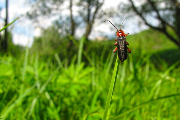 El escarabajo se arrastra sobre la hierba hacia el cielo. Macro