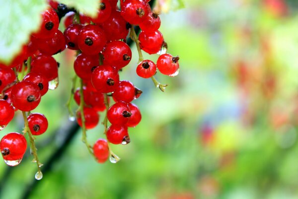 Rote Johannisbeere nach dem Regen