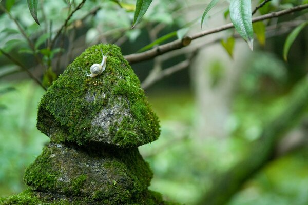 Schnecke auf Steinen, mit Moos bedeckt