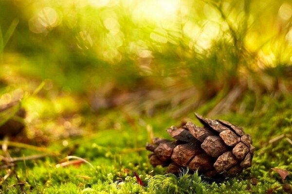 A pine cone lies on soft green moss