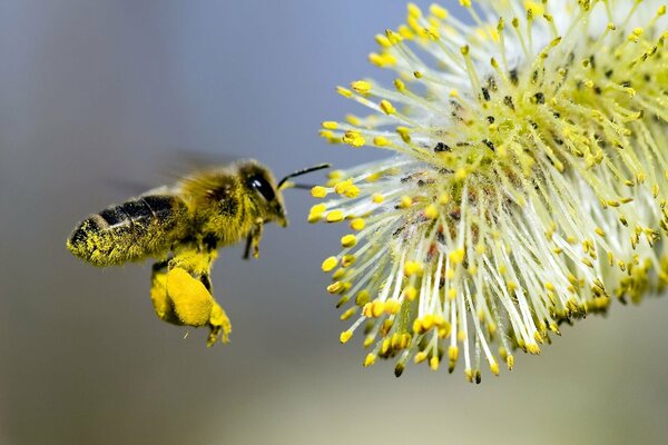 Ape che raccoglie il nettare dal fiore