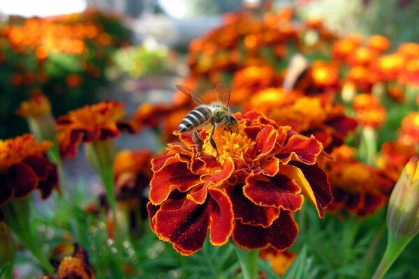 Psela, die Pollen von einer roten Blume sammelt