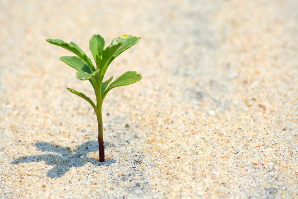 Aufwachsen im Sand am Strand