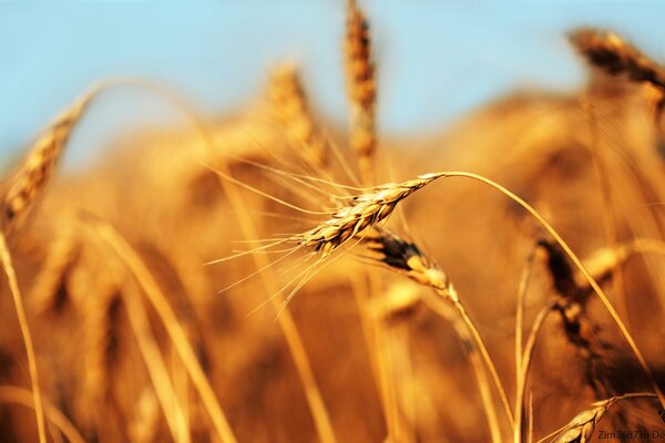 Espiga de trigo en el campo