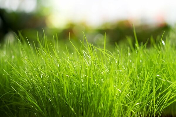 Bright green grass. Nature