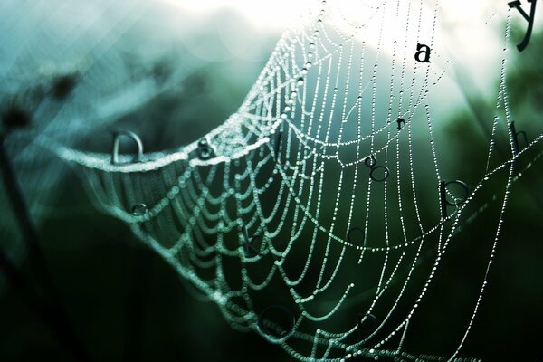 A web with dew drops