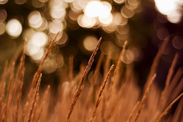 Macro spikelets on the field, blurred background