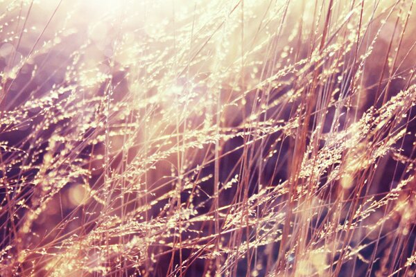 Morning grass with a drop and dew