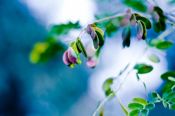 Grüne und violette Blätter auf blauem Hintergrund