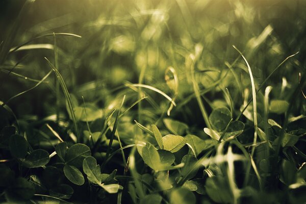 La nature sous la forme d herbe sur laquelle la lumière tombe