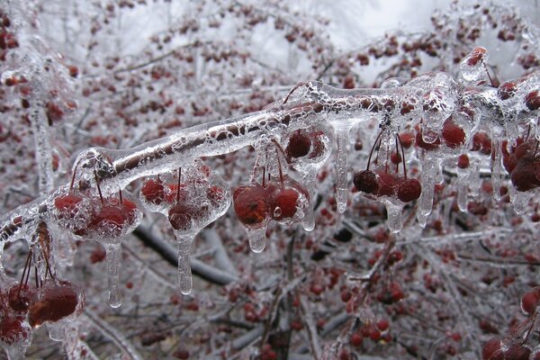 Grappes de cerises congelées dans la glace