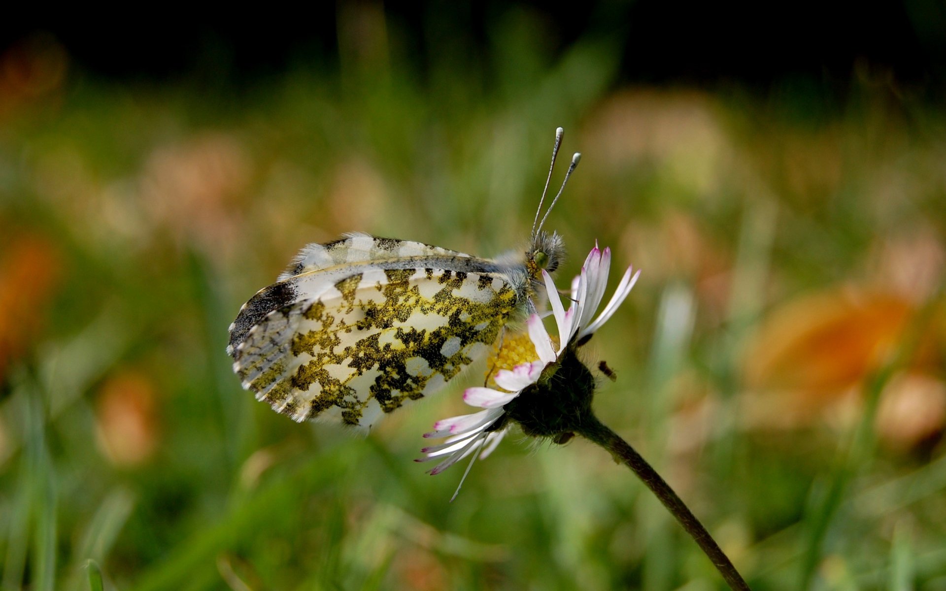 makro motyl natura