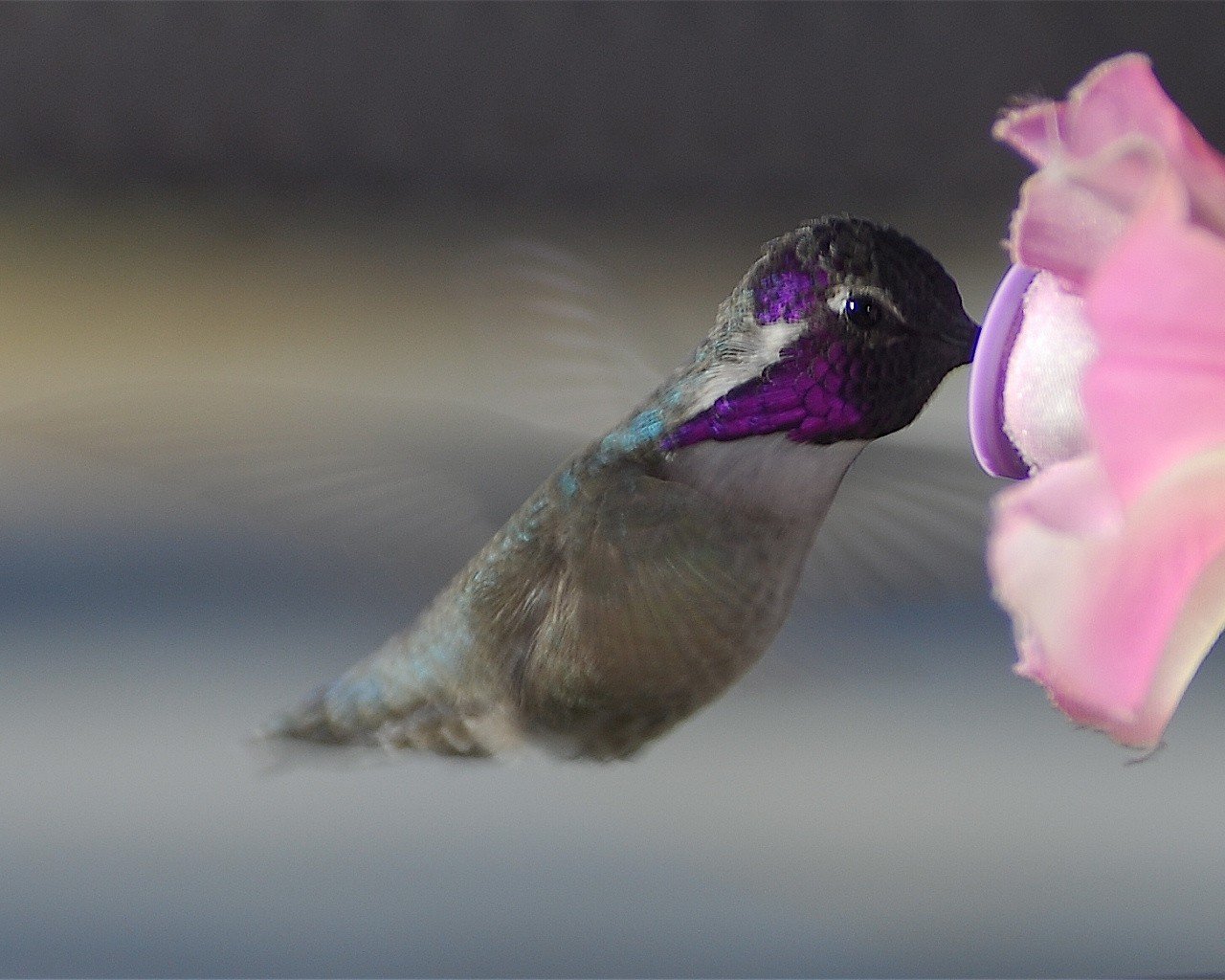 colibrí flor alas vuelo