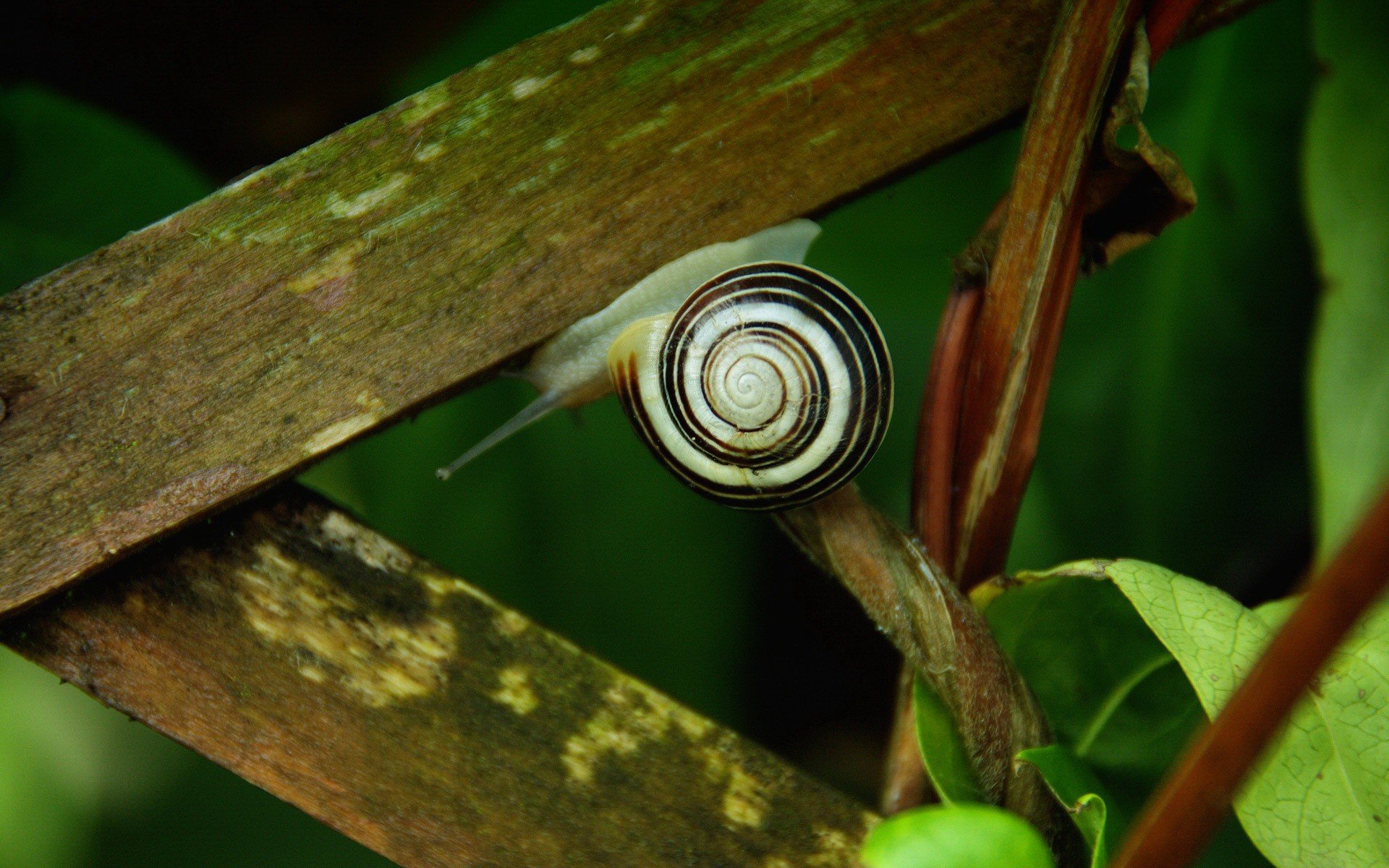 schnecke grün blätter