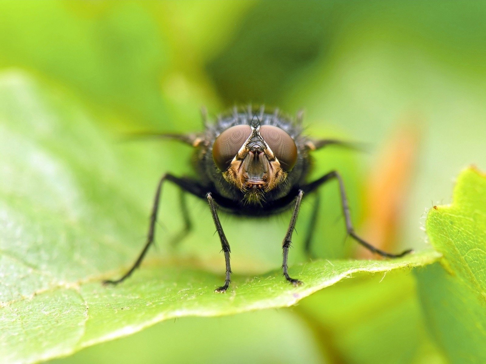 mouche feuille vert