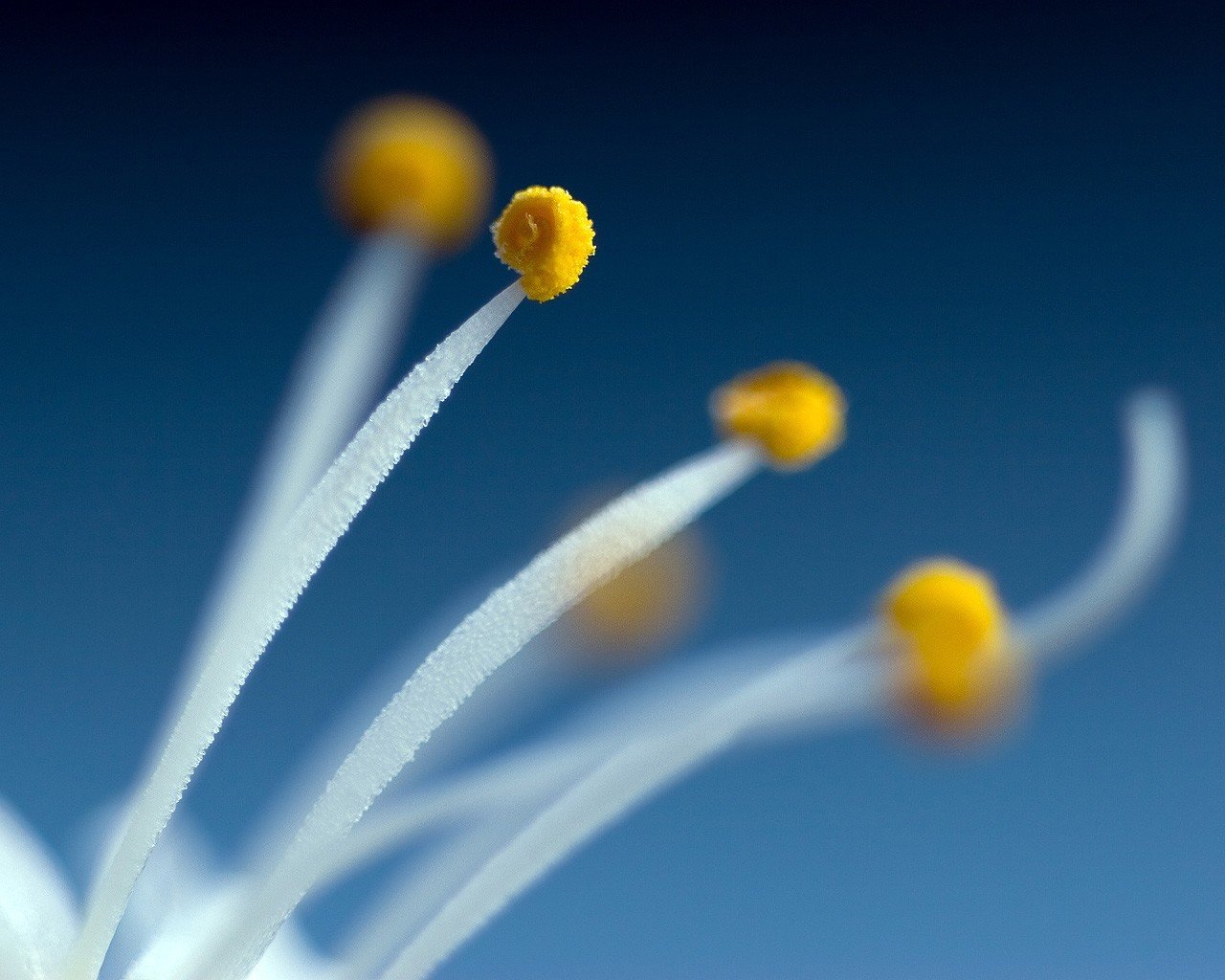 estambres azul planta