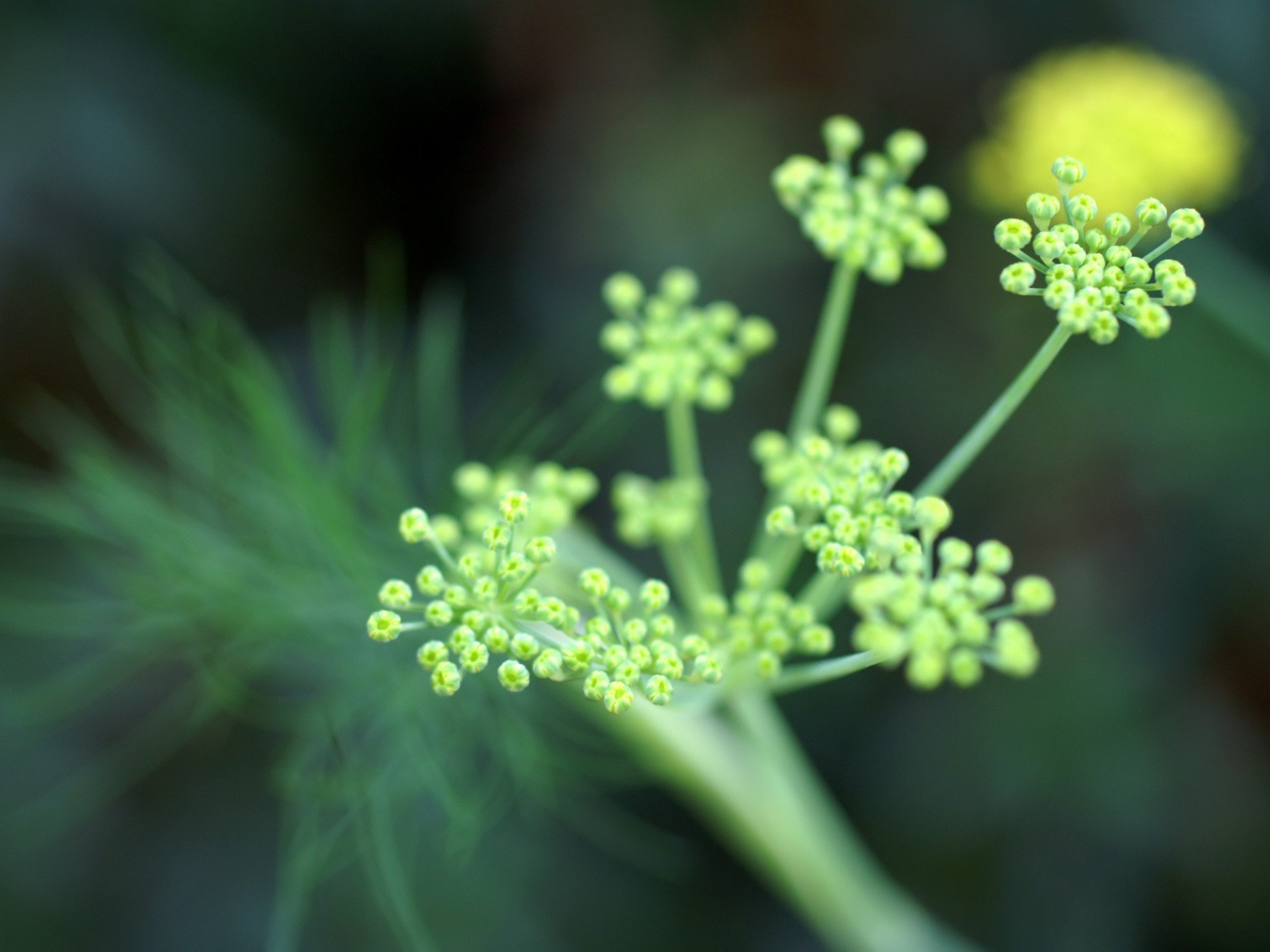 verde foco flores