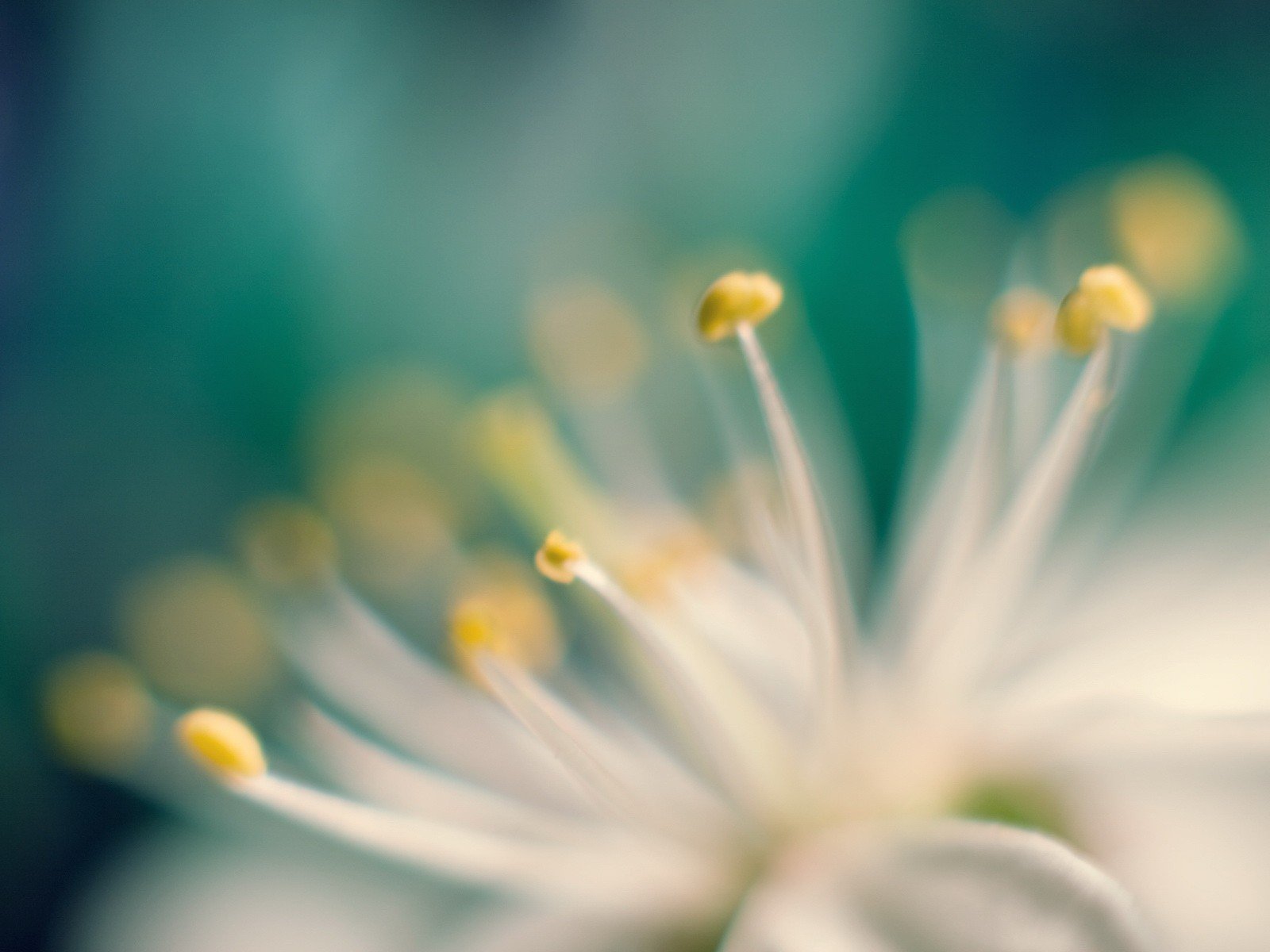 flor macro foto