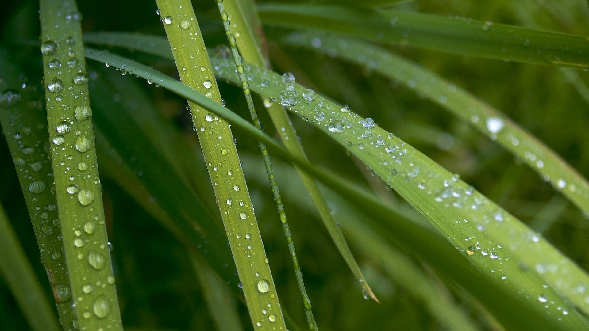 drops droplets rosa green leaves a desktop