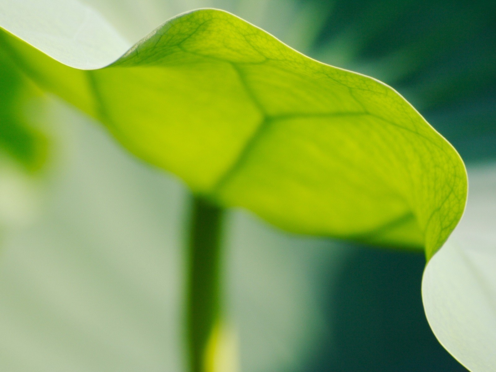 vert feuille bord