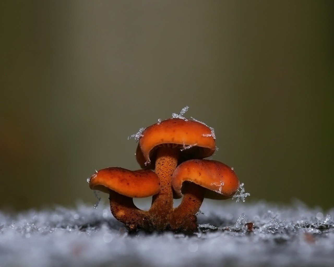 champignons flocons de neige