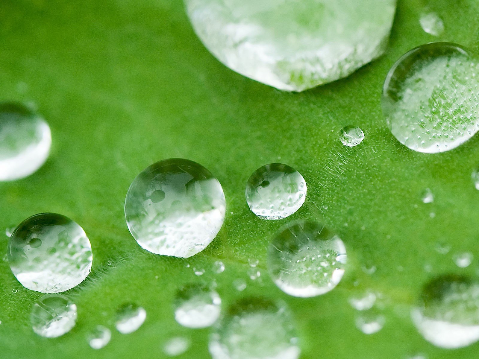 gotas en la hoja