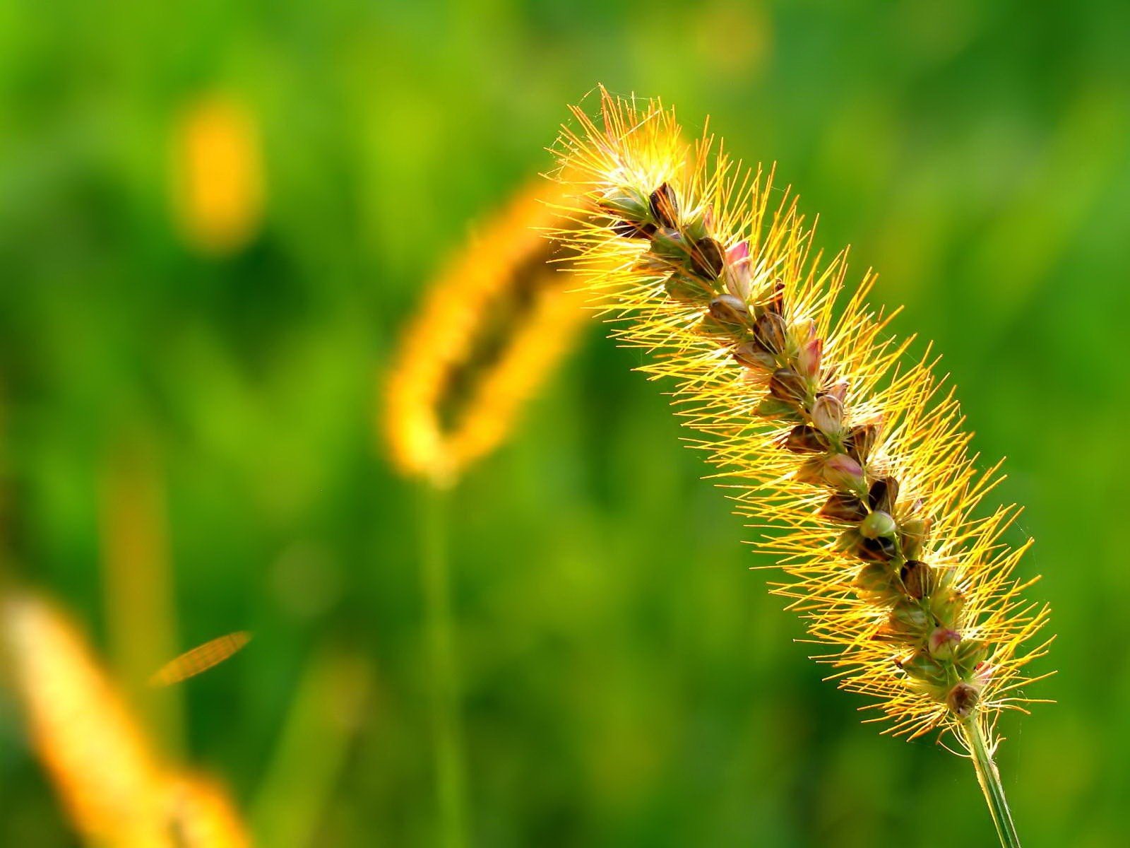 pflanze grün gras