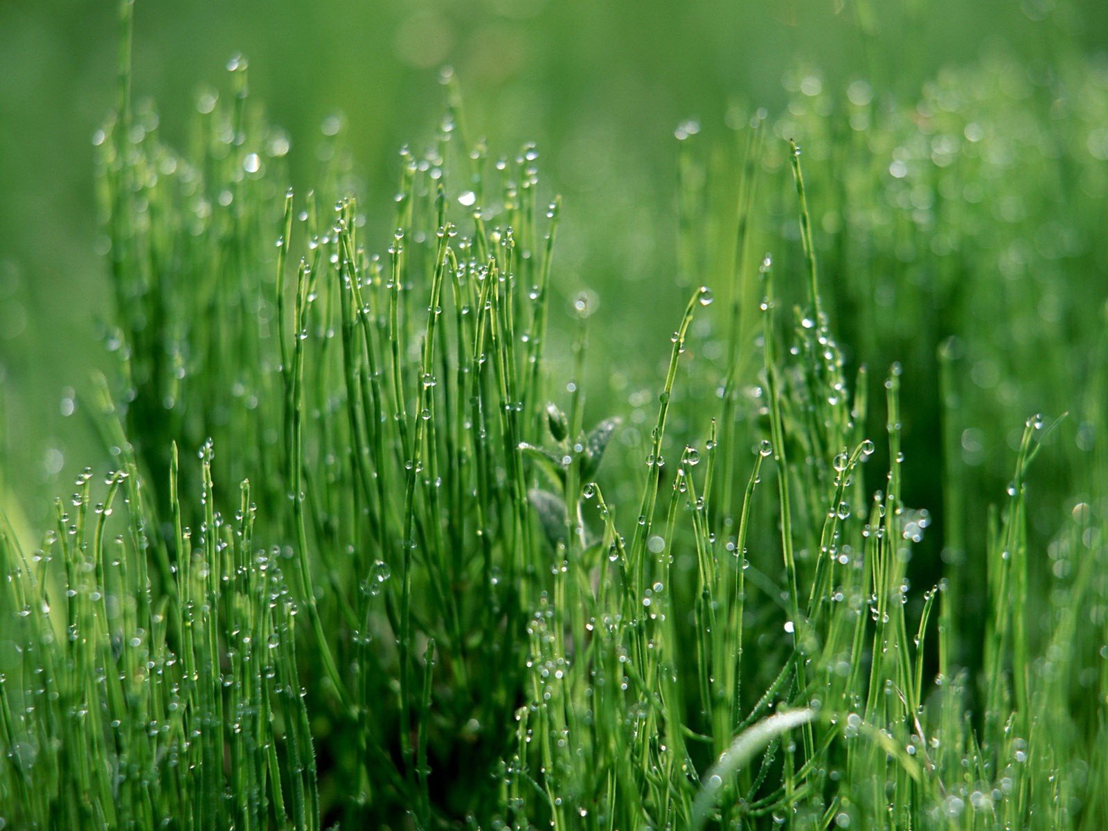 tropfen gras grün