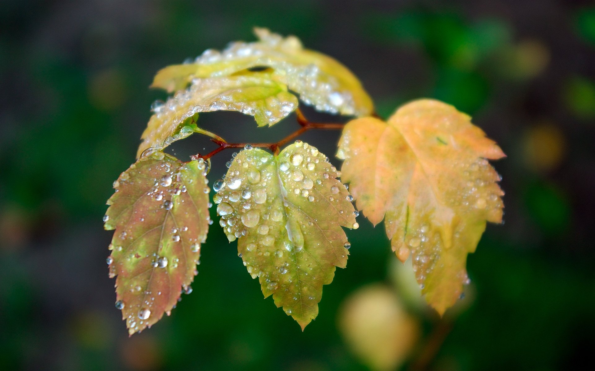 feuilles gouttes vert