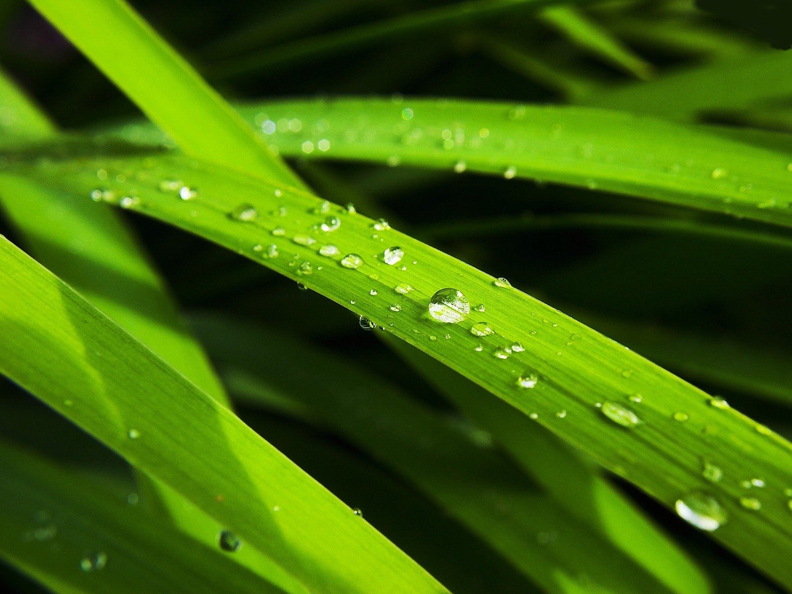 feuille goutte vert