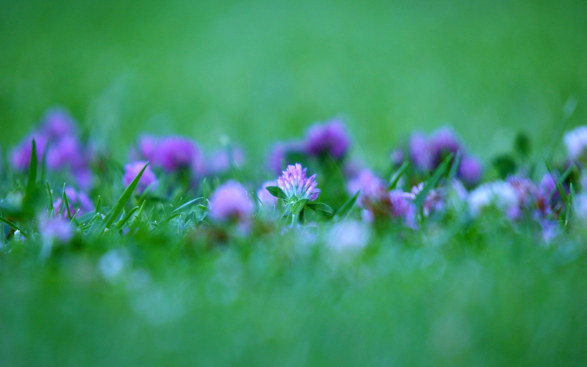 verde trifoglio